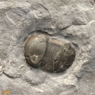 Bumastus ioxus (Hall 1852)