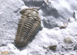 Flexicalymene retorsa