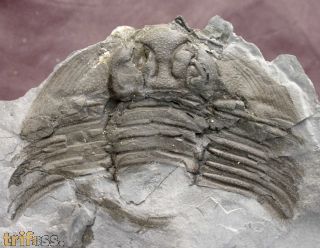 Arctinurus boltoni (BIGSBY, 1825)