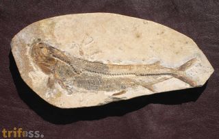 Beifisch, Cladocyclus gardneri Agassiz, 1841