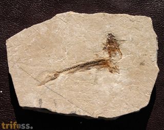 Dastilbe elongatus Silva-Santos, 1947