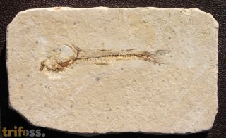 Dastilbe elongatus Silva-Santos, 1947