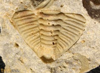 Dalmanitina socialis (BARRANDE, 1846)