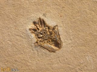 Wanze, (Heteroptera)