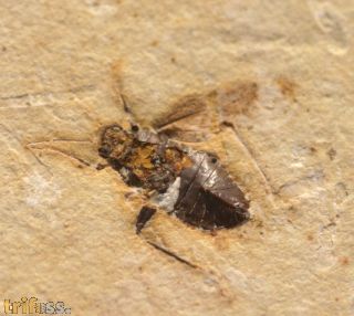 Wanze, (Heteroptera)