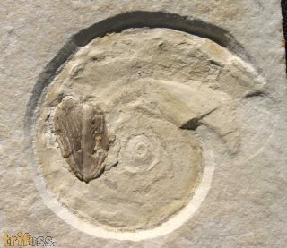 Glochiceras solenoides QUENSTEDT