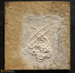 Comaturella pinnata GOLDFUSS 1886