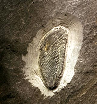 Prionocheilus mendax VANEK, 1965