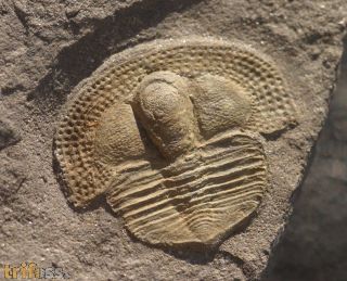 Deanaspis goldfussi (BARRANDE, 1846)