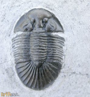 Scabriscutellum (Cavetia)  cf. furciferum (Hawle & Corda 1847)