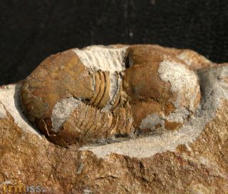 Ectillaenus katzeri (Barrande, 1872)
