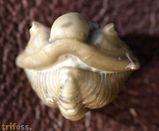 Calymene breviceps RAYMOND