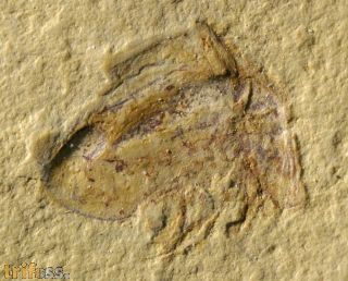 Naraoia (Misszhouia) longicaudata (Zhang & Hou, 1985)