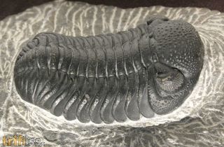 Phacops sparsidosus STRUVE 1970