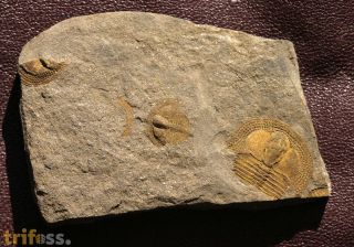 Deanaspis goldfussi (BARRANDE, 1846)