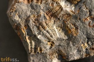 Placoparia cambriensis HICKS, 1875