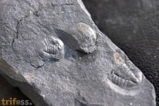 Pricyclopyge bohemica (MAREK 1961)
