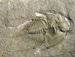 Nephrolenellus geniculatus Palmer, 1998