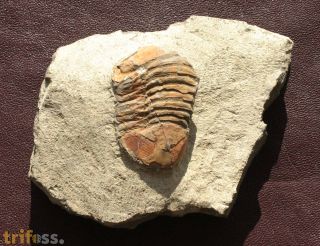 Symphysurus sp.