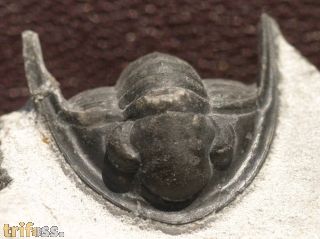 Phaetonellus sp.