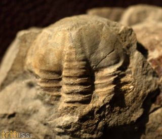 ?Asaphellus sp.