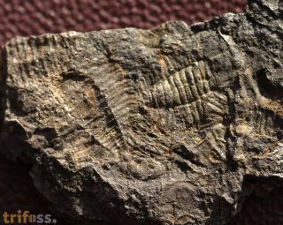 Jujuyaspis keideli Kobayashi, 1936