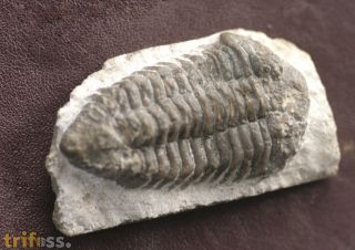 Frammia arctica (SALTER)