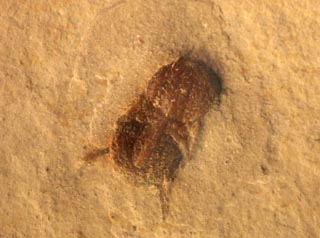 Ptychagnostus michaeli ROBISON, 1984