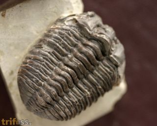 Tapinocalymene nodulosa (SHIRLEY, 1936)