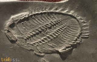 Asteropyge sp.