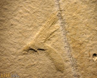 Eintagsfliege, Hexagenites cellulosus
