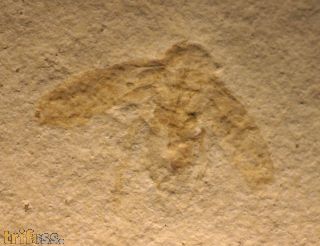 Schabe, Lithoblatta lithophila GERMAR 1839