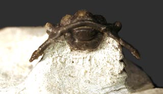 Lobopyge sp.