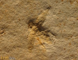 Kfer : Hemiglobus sp.