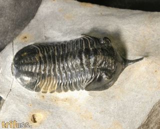 Morocconites malladoides STRUVE in BOUCOT et al., 1989