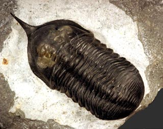 Morocconites malladoides STRUVE in BOUCOT et al., 1989