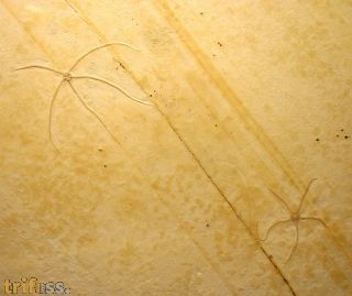 Geocoma carinata GOLDFUSS