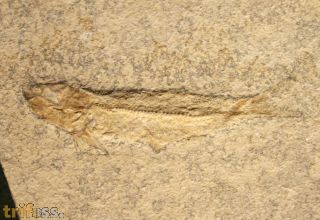 Leptolepides sprattiformis BLAINVILLE 1818