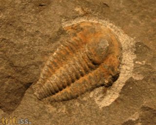 Kingaspidoides glabrata GEYER 1990