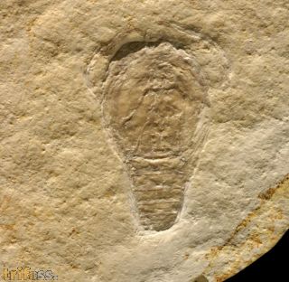Cycleryon sp.
