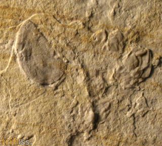 Archaeolepas sp. & Physodoceras sp.
