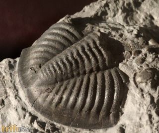 Monodechenella  macrocephala (Hall)