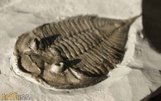 Dalmanites limulurus (GREEN 1832)