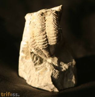 Odontocephalus aegeria (Meek and Worthen, 1868)