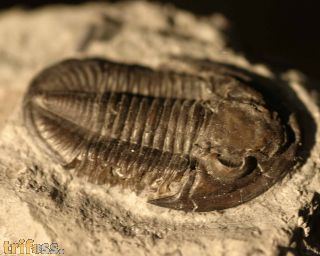 Basidechinella rowi (Green, 1838)