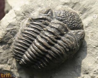 Viaphacops bomifrons