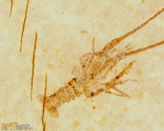 Palinurina longipes MNSTER, 1839
