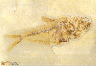 Diplomystus dentatus COPE, 1877