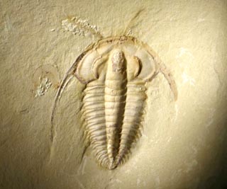 Eoredlichia intermedia  (Lu 1940)