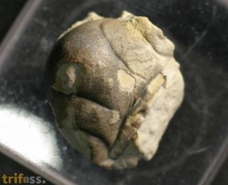 Amphilichas subpunctatus ESKER
